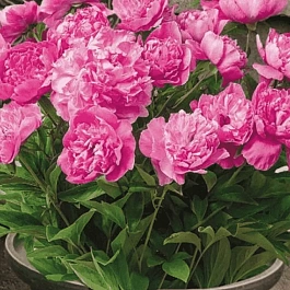 Пион травянистый Patio Peony Rome