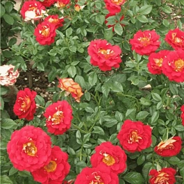 Роза Флорибунда Ketchup & Mustard