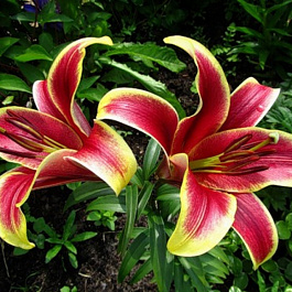 Лилия ОА-гибрид Фёст Краун НАБОР 2ШТ (2+2)