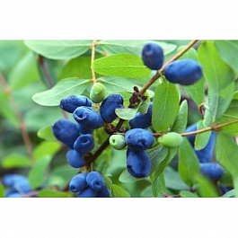 Жимолость съедобная Бореал Бьюти