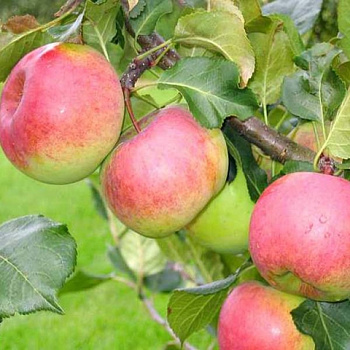 Яблоня Алтайское зимнее