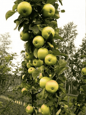 Яблоня Колоновидная Икша