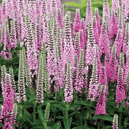 Вероника колосистая Pink Marshmallow