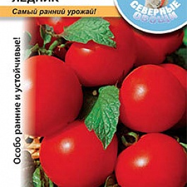 Томат (Помидор) обыкновенный Ледник F1