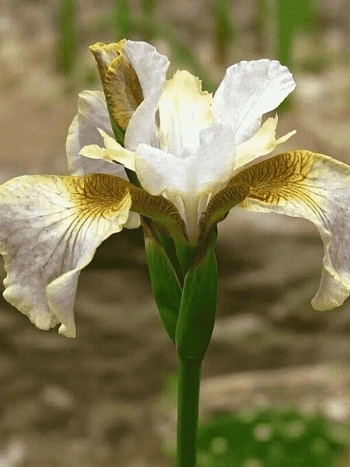 Ирис сибирский Sarah Tiffney