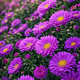 Астра Ново-бельгийская Magic Pink