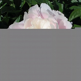 Пион травянистый Миссис Франклин Д. Рузвельт