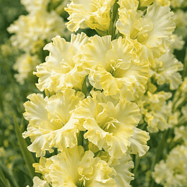 Гладиолус Lemon Frizzle