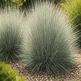 Схизахириум метельчатый