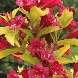 Вейгела гибридная Aurea