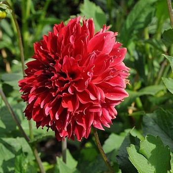 Георгина Декоративная Ред Фубуки