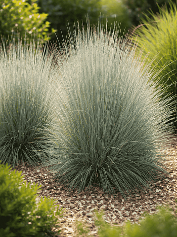 Схизахириум метельчатый