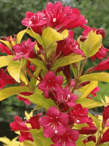 Вейгела гибридная Aurea