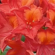 Азалия крупноцветковая Tunis