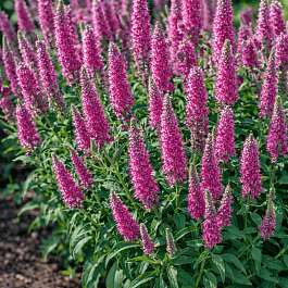 Вероника колосистая Rosa Zwerg