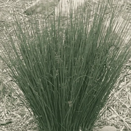 Ситник Blue Dart