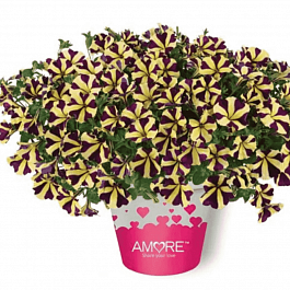Петуния Amore Heart Soul (Кашпо)