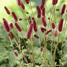 Кровохлебка Мензиса