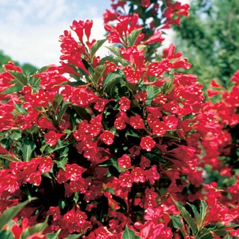 Вейгела цветущая All Summer Red