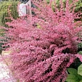 Барбарис Тунберга Pink Queen