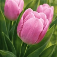 Тюльпан ранний Candy Prince