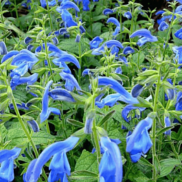 Шалфей отклоненный  Dark Blue