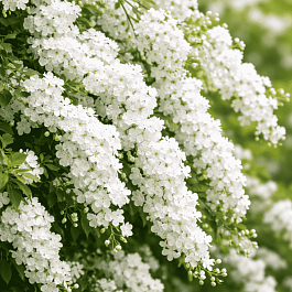 Экзохорда кистевая Magical Springtime