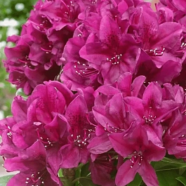 Рододендрон гибридный Polarnacht