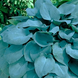 Хоста Fragrant Blue