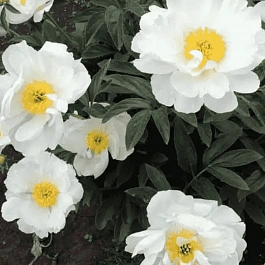 Пион Молочноцветковый Miss America