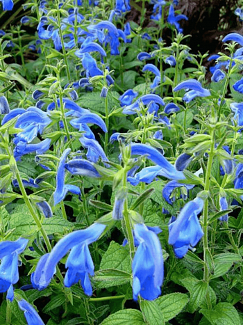 Шалфей отклоненный  Dark Blue