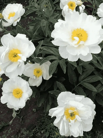 Пион Молочноцветковый Miss America