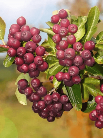 Рябина сладкоплодная Ликерная