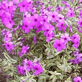 Флокс прелестный