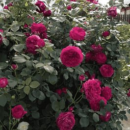 Роза Английская кустовая Falstaff