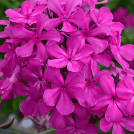 Флокс Пурпурные звездочки