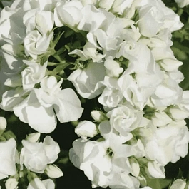 Флокс метельчатый Tiara