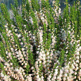 Вереск обыкновенный Хаммонда Вереск обыкновенный Хаммонда