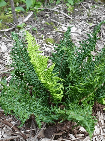 Щитовник родственный Crispa Congesta