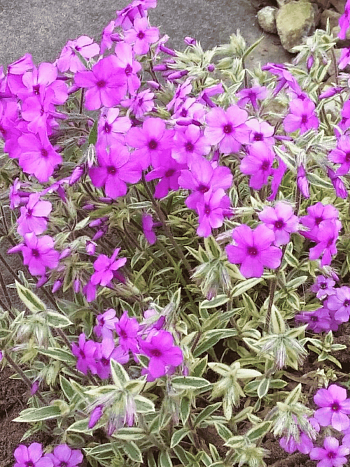 Флокс прелестный