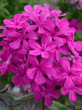 Флокс Пурпурные звездочки