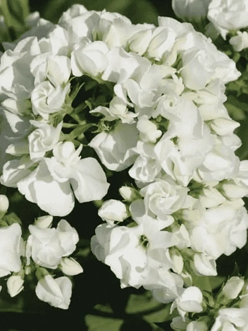 Флокс метельчатый Tiara