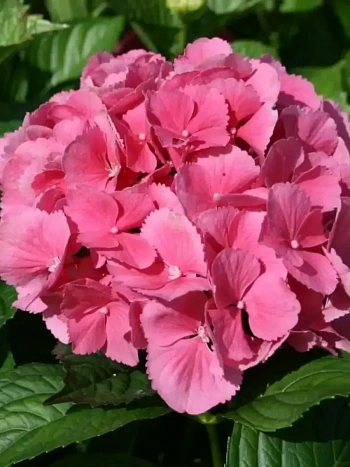 Гортензия крупнолистная Sibilla