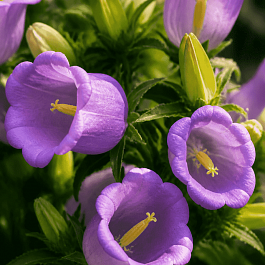 Колокольчик средний Campana Lilac