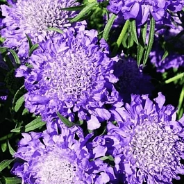 Скабиоза  японская Blue Note