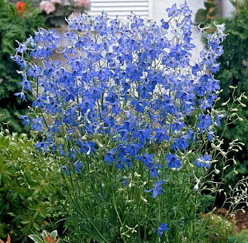 Дельфиниум (живокость) Крупноцветковый Blauer Zwerg