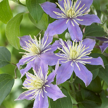 Клематис крупноцветковый Юста