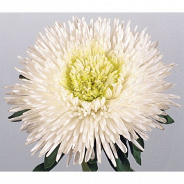 Астра Бенари Принцесс Вайт