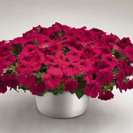 Петуния ампельная Саксесс Роуз