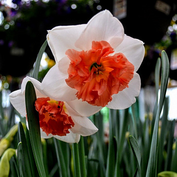 Нарцисс Крупнокорончатый Прикоушес